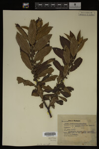 Image Associated With the Occurrence