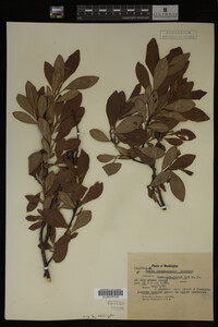 Salix scouleriana image