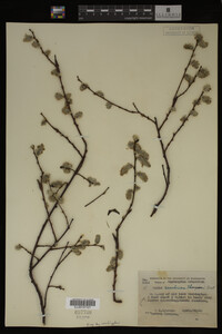 Salix scouleriana image