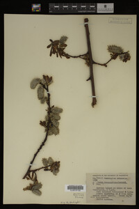 Image Associated With the Occurrence