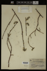 Salix scouleriana image