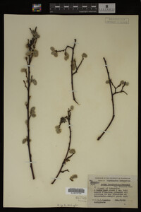 Salix scouleriana image