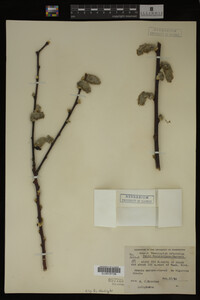 Salix scouleriana image