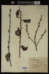 Salix scouleriana image