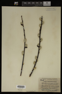 Salix scouleriana image
