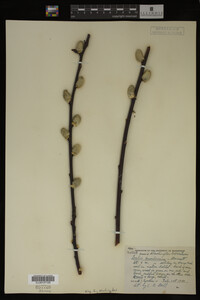 Salix scouleriana image