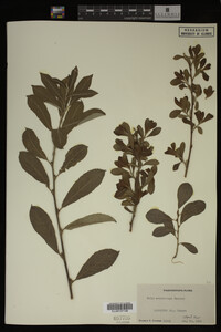 Image Associated With the Occurrence