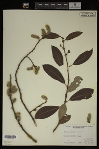 Image Associated With the Occurrence