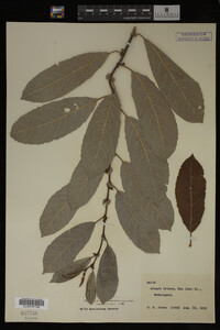 Image Associated With the Occurrence