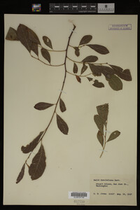 Image Associated With the Occurrence