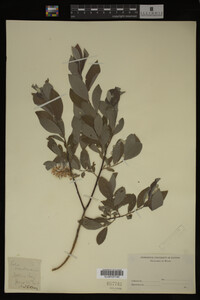 Image Associated With the Occurrence
