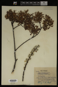 Image Associated With the Occurrence