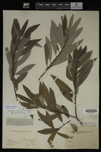 Salix sericea image