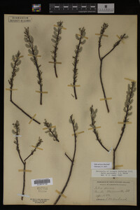 Salix sericea image