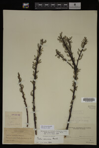Salix sericea image
