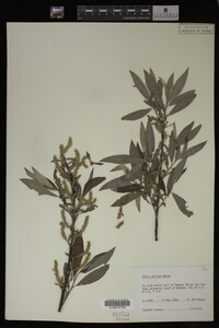 Salix sericea image