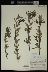 Salix sericea image