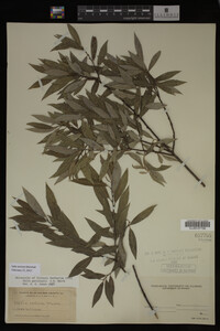 Salix sericea image