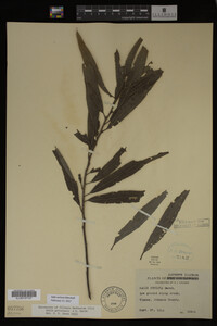 Salix sericea image