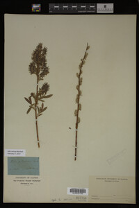 Salix sericea image