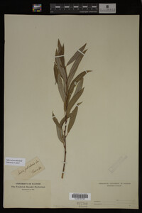 Salix sericea image