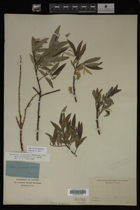Salix sericea image