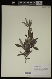 Salix sericea image