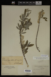Salix sericea image