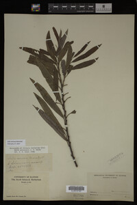 Salix sericea image