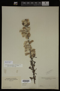 Salix sericea image