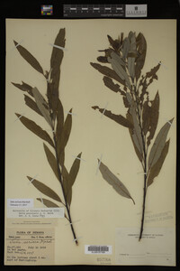Salix sericea image