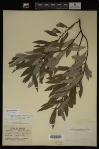 Salix sericea image
