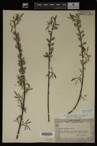 Salix sericea image