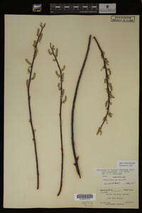 Salix sericea image