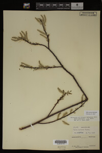 Salix sericea image