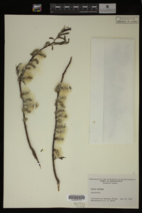 Salix sericea image