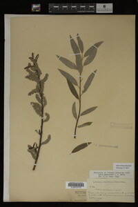 Salix sericea image