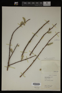 Salix sericea image