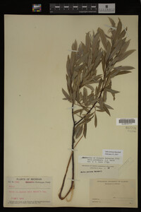 Salix sericea image