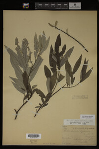 Salix sericea image