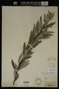 Salix sericea image