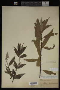 Salix sericea image