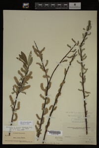 Salix sericea image