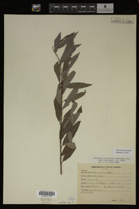 Salix sericea image