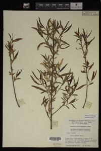 Salix sericea image