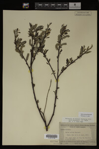 Salix sericea image