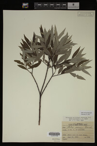 Salix sericea image