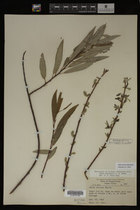 Salix sericea image