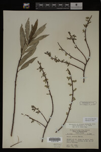 Salix sericea image