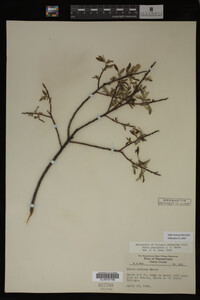 Salix sericea image